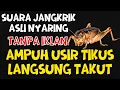 ASLI NGGAK BOHONG SUARA JANGKRIK AMPUH PENGUSIR TIKUS PALING NYARING