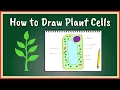 How to Draw Plant Cells