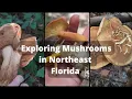 Exploring Mushrooms in Northeast Florida Chanterelle Milkcap and Bolete