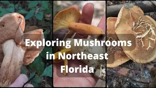 Exploring Mushrooms in Northeast Florida Chanterelle Milkcap and Bolete