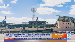 Part of Angel Stadium closed due to rodent infestation