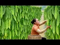 Download Lagu Harvest Bitter Melons and Sell Them at the Market, Cook Special Dishes with Bitter Melons