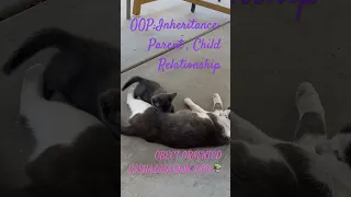 OOP Inheritance Parent Child Relationship