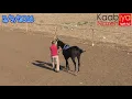 سباق الخيل العربية الأصيلة إناث نجمة الليل سيرين كيشت ميدان الأحلام البطوف كفر مندا 2/9/2016