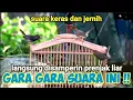 Download Lagu Mp3 Prenjak Kepala Merah Ribut