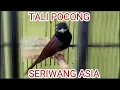 Download Lagu SUARA BURUNG TALI POCONG / SERIWANG