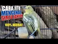 Download Lagu CARA MENGETAHUI SIRTU JANTAN USIA TIGA BULAN