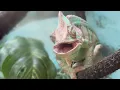 Petco Sells an 80 Baby Chameleon And It s So cool