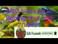 Download Lagu Suara pikat burung ribut anti ZONK !!!