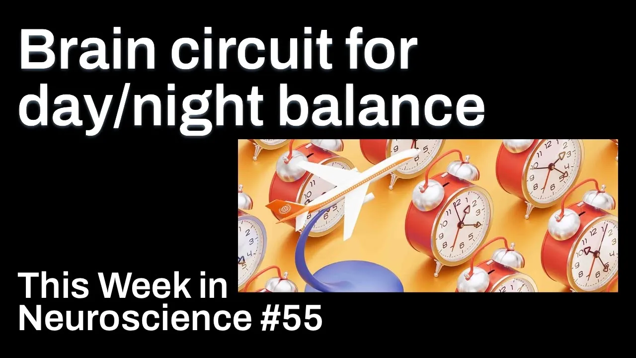 TWiN 55: A brain circuit for day/night balance