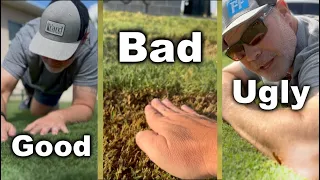 bermuda grass lawns what you need to know