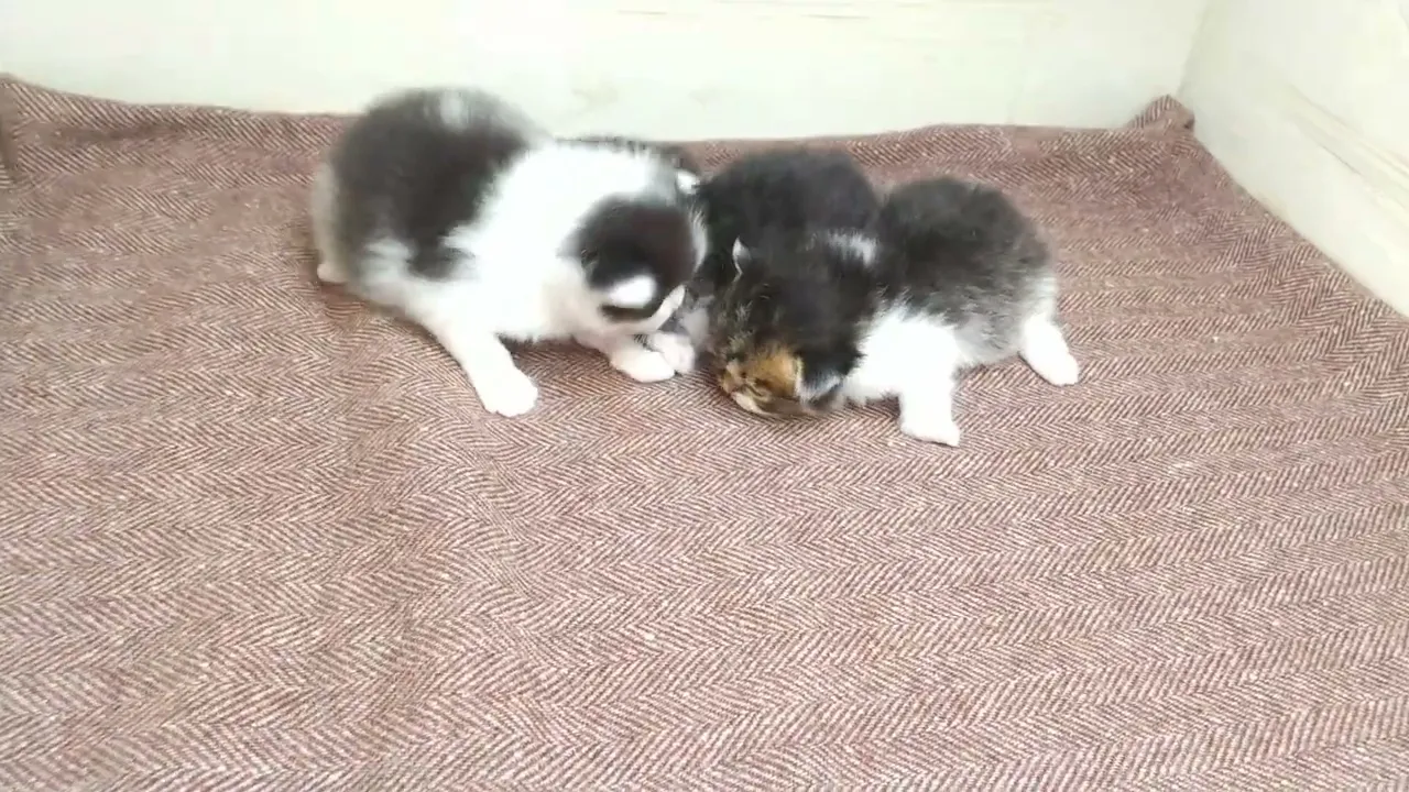 動画