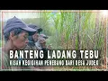 Download Lagu BANTENG LADANG TEBU!  Penebang Tebu Perkasa dari Desa Judek