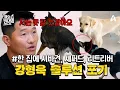 Download Lagu [#클립배송] 셰퍼드 vs 시바견 vs 리트리버 대참사⚠️ 강형욱도 손든 최악의 다견가정 | 개와 늑대의 시간 6회