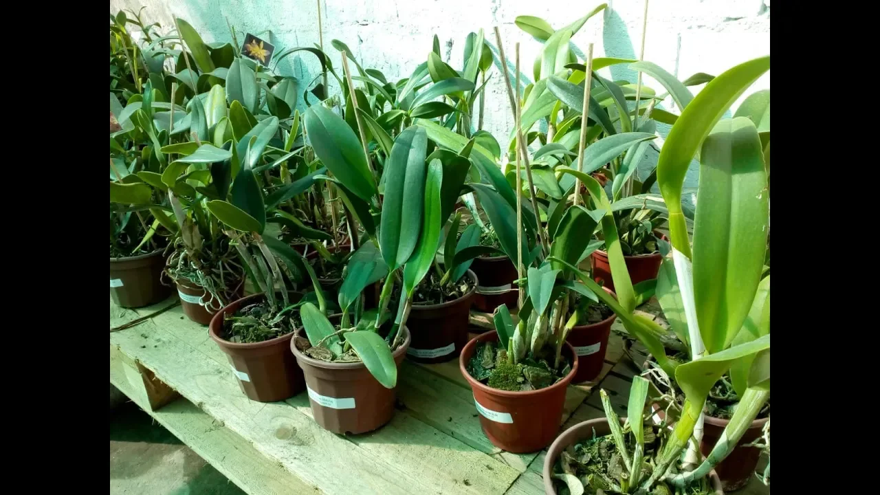 KIT COM 2 ORQUÍDEAS CATTLEYAS ADULTAS! DE PRIMEIRA, ENVIADAS NO VASO! SUPER PROMOÇÃO