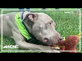 How you can adopt a pet or donate to Clear the Shelters