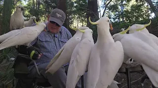 Feasting birbulators Wild cockatoos have a snack