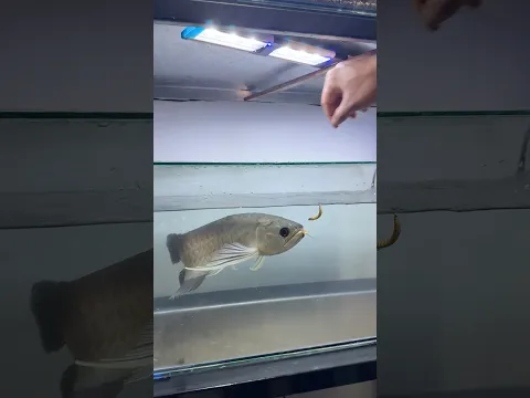 I Finally Got an Arowana Fish… But. #indianfishguy #aquarium #fish  #pets #animals