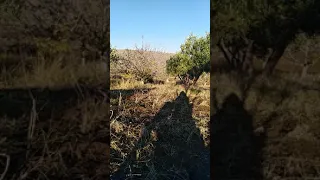 صيد شحرور والسمن 