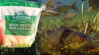 Even my grandfather didn't know this secret 🧐 Irish cheddar cheese for fish 😋
