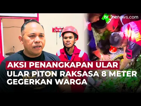 Warga Baubau Heboh! Ular Piton Raksasa 8 Meter Ditemukan Memangsa Kucing