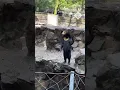 Download Lagu Chinese zoo forced to deny bear is person in disguise after new footage shows it waving