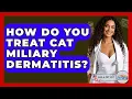How Do You Treat Cat Miliary Dermatitis - Ask A Pet Vet
