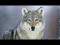 Grey Wolf The Most Misunderstood Creature