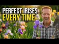Iris How to Divide Plant Fertilize and Prune