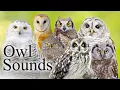 Download Lagu Suara Burung Hantu Terbaik🦉- Berbagai Jenis Burung Hantu Amerika Utara dan Suaranya🎶