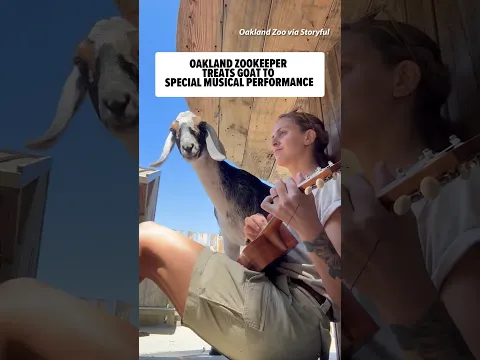 Oakland Zookeeper Treats Goat to Special Musical Performance