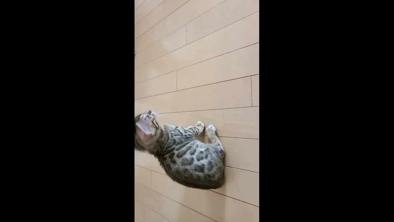 動画