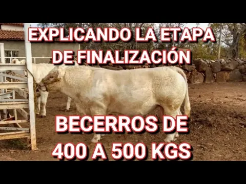 Download MP3 INVIRTIENDO EN LA ENGORDA DE BECERROS | PARTE 3 FINALIZACIÓN.