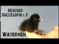 Download Lagu The Rescue Operation - 2 | White Breasted Waterhen | Cute Bird Babies | Waterhen Babies | Dauk