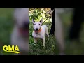 Trooper the viral dog saved from Hurricane Milton finds a new home