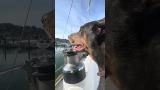 #fyp #dream #doberman #pets #boat