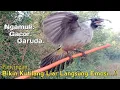 Lagu Suara BURUNG KUTILANG GACOR. 100% Ampuh Mendatangkan Yang Liar..