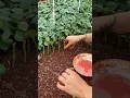 Download Lagu A wonderful technique for planting roses in the nursery