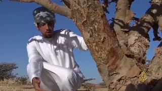 هذا الصباح   عمان  أرض اللبان والبخور دندنها