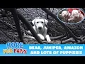 Homeless Labrador mom tried to trick us but we found all her puppies Please share