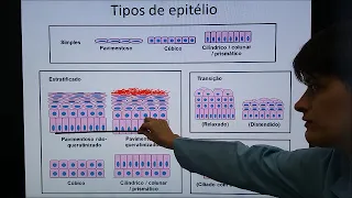 Tecido epitelial 1 - Classificação