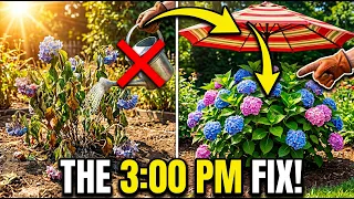 Why I Put an Umbrella Over My Hydrangea