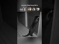 Download Lagu Caught in 4K: Animal Ding Dong Ditch