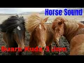 Download Lagu Kumpulan Suara Binatang: Suara Kuda | Efek Suara Kuda | Horse Sound | Horse noise