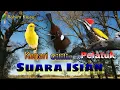 Lagu Masteran | Burung Kenari, Burung Cililin, Burung Pelatuk