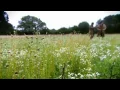 Download Lagu Wartime Farm Part 7 of 8