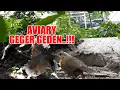 Download Lagu BIKIN BURUNG PELANDUK HYBRID DI AVIARY, SILANGAN ANTARA PELANDUK SEMAK X PELANDUK TOPI HITAM