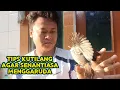 Lagu Melatih kutilang jinak, gacor \u0026 rajin menggaruda 😎😎😎