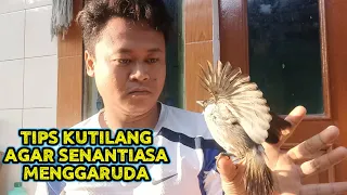 Download Melatih kutilang jinak, gacor \u0026 rajin menggaruda 😎😎😎 MP3