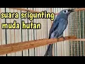 Lagu srigunting muda hutan@YusRoni-uj1yr